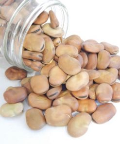 Broad Windsor Fava Bean Seeds