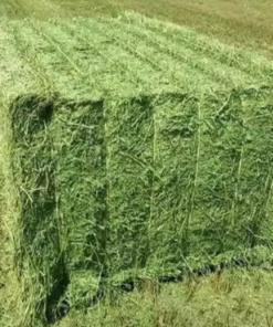 Premium Alfalfa Hay